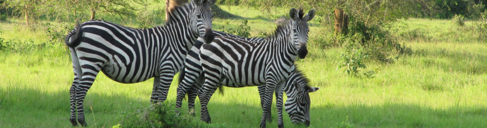 Uganda wildlife tours